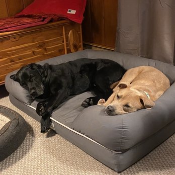 Diamond Doghouse - Pet Sitting Near Me - Richmond, Virginia