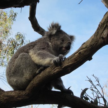 Koala Conservation Centre - Parks Near Me - Cowes, VIC Koala Conservation Centre - Parks Near Me - Cowes, VIC
