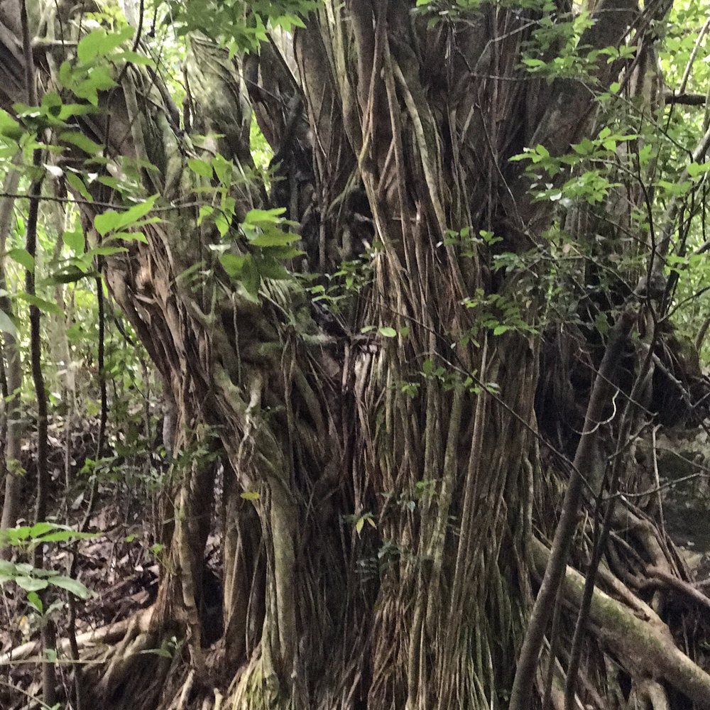 Lulumahu Falls - Ancient tree got to pay respects - Hiking Near Me - Honolulu, Hawaii Lulumahu Falls - Ancient tree got to pay respects - Hiking Near Me - Honolulu, Hawaii