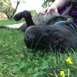One More Dog Rescue - Suri is recovering from a broken Pelvis and skin infection. She is doing very well and we will update you on her condition soon!