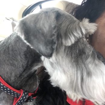 Shampooch Palace - Eyebrows done right. - Pet Groomers Near Me - Loganville, Georgia