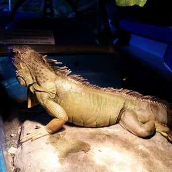 Austin Aquarium - Iguana - Aquariums Near Me - Austin, Texas