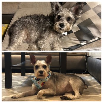 ibark grooming salon