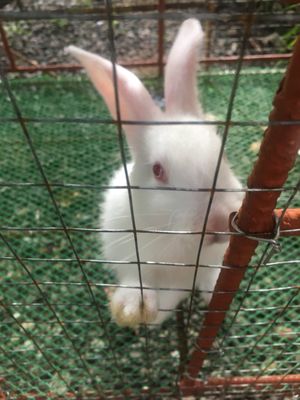 The Blue Orchid Resort by null