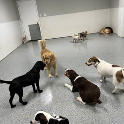 Playful Pack