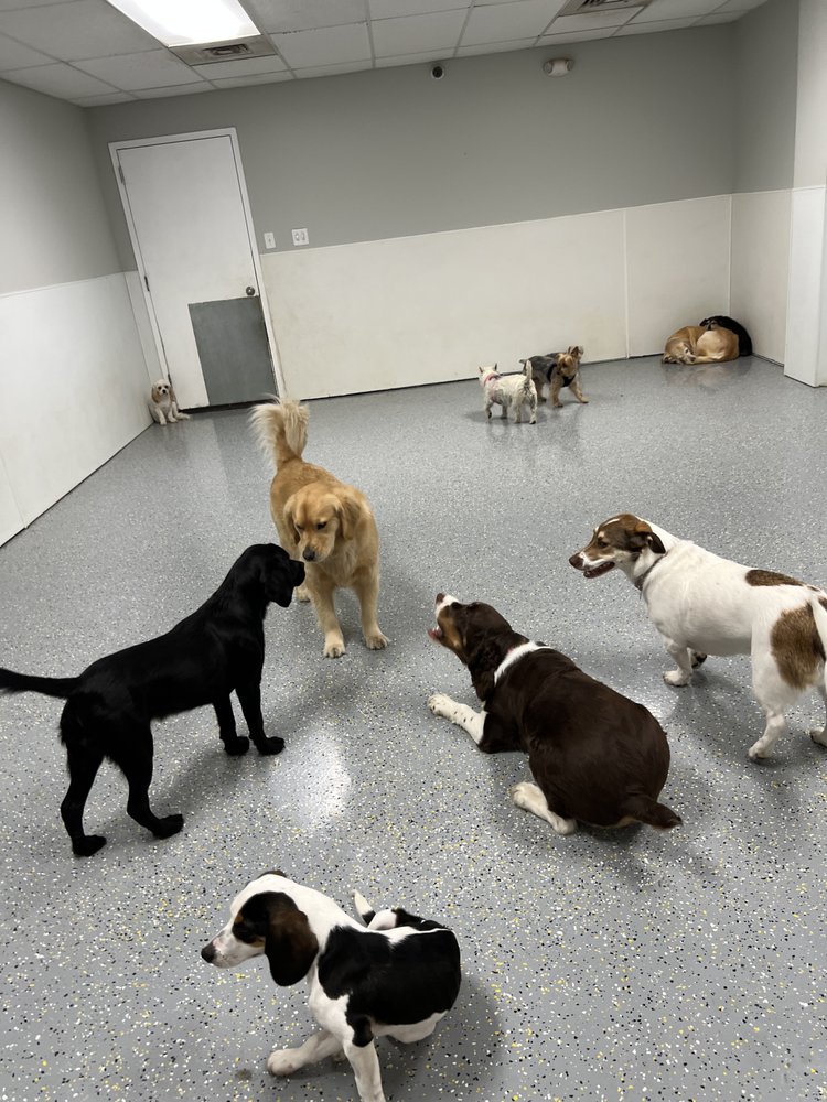 PLAYFUL PACK Updated August 2024 2021 Research Dr, Annapolis, Maryland Pet Boarding