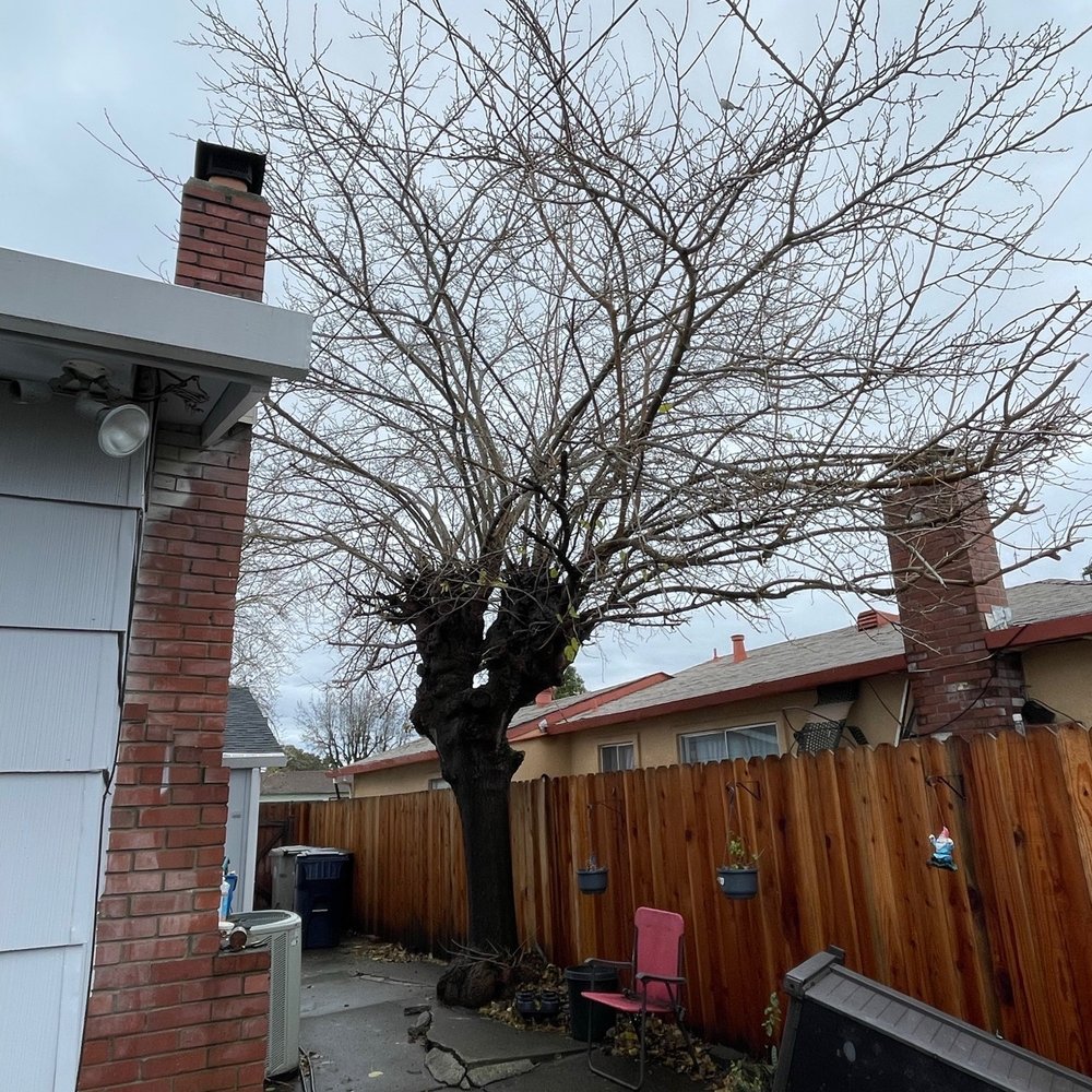 Dangerous mulberry tree.