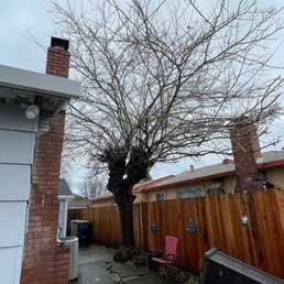 Dangerous mulberry tree.