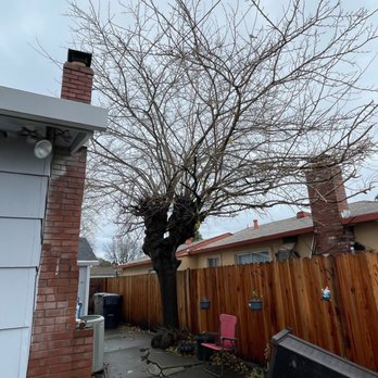 Extreme Tree Service - Dangerous mulberry tree. - Tree Services Near Me - Olivehurst, California