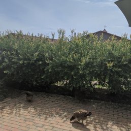 Free happy chickens on the farm Free happy chickens on the farm