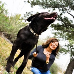 Dog District - Walking a chocolate lab puppy at the Domain