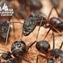 Photo of Backwoods Pest Control