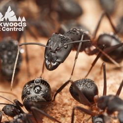 Backwoods Pest Control