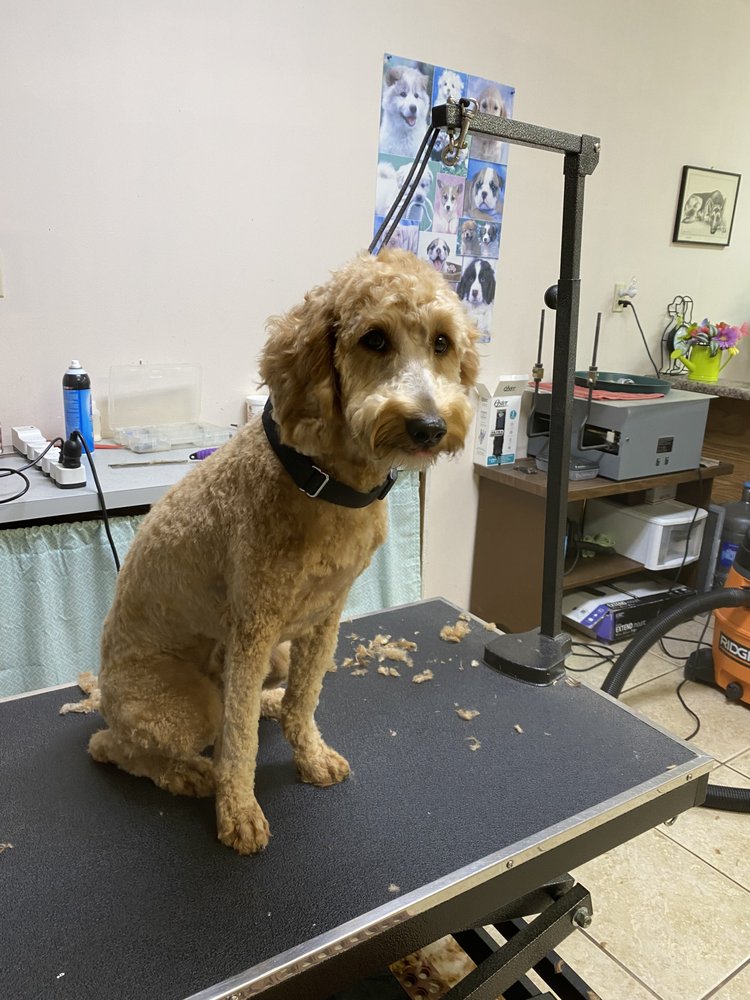 SUE’S PET GROOMING 196 Otis Stewart Rd, Picayune, Mississippi Pet