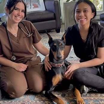 My Visiting Vet - Erin after her vaccines! She is stunning. - Veterinarians Near Me - Pasadena, California My Visiting Vet - Erin after her vaccines! She is stunning. - Veterinarians Near Me - Pasadena, California