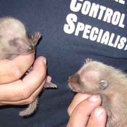 Critter 911 - Baby raccoons removed from an attic in Winer Park