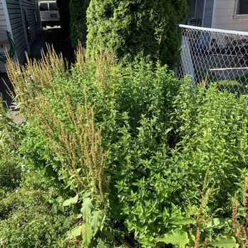 Columbia Real Estate Group - Back parking lot weeds - Real Estate Services Near Me - Seattle, Washington Columbia Real Estate Group - Back parking lot weeds - Real Estate Services Near Me - Seattle, Washington