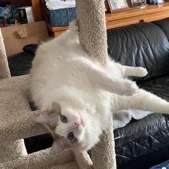 SD Ragdolls - Pet Breeders Near Me - Beverly Hills, California SD Ragdolls - Pet Breeders Near Me - Beverly Hills, California