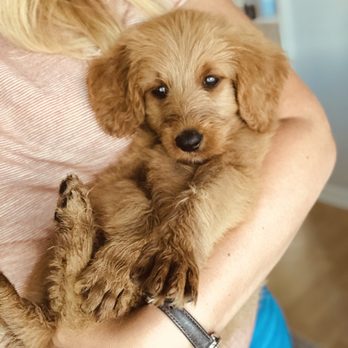 Colony Breeders - Pet Breeders Near Me