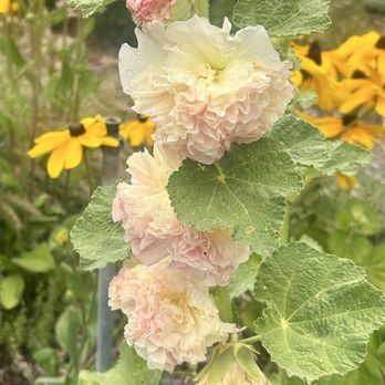 Emerisa Gardens - Gorgeous hollyhock - Nurseries & Gardening Near Me - Santa Rosa, California Emerisa Gardens - Gorgeous hollyhock - Nurseries & Gardening Near Me - Santa Rosa, California