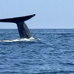 Adventure Whale Watching - Blue whale