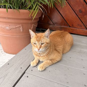 Heron House - Bob - Guest Houses Near Me - Key West, Florida