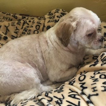 Ziggys Pet Grooming - Pet Groomers Near Me - San Rafael, California Ziggys Pet Grooming - Pet Groomers Near Me - San Rafael, California