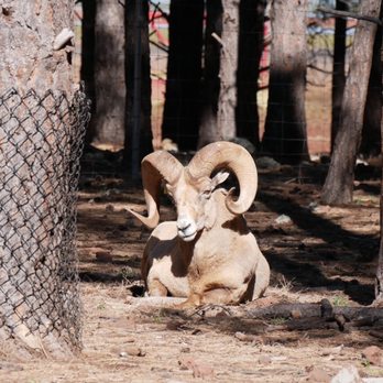 Bearizona - Zoos Near Me - Williams, Arizona Bearizona - Zoos Near Me - Williams, Arizona
