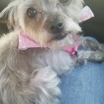 Nadias Pet Grooming - After grooming - Pet Groomers Near Me - Chula Vista, California Nadias Pet Grooming - After grooming - Pet Groomers Near Me - Chula Vista, California