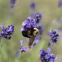Photo of Fragrant Isle Lavender Farm and Shop