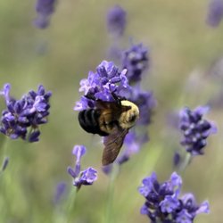 Fragrant Isle Lavender Farm and Shop