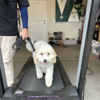The Canine Mind - Treadmill Training - Pet Training Near Me - Boiling Springs, South Carolina The Canine Mind - Treadmill Training - Pet Training Near Me - Boiling Springs, South Carolina