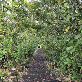 Ha'ena Beach - aka Shipman Beach - The beginning of the trail and tree tunnel - Hiking Near Me - Keaau, Hawaii Ha'ena Beach - aka Shipman Beach - The beginning of the trail and tree tunnel - Hiking Near Me - Keaau, Hawaii