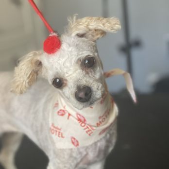 Pretty Paws Dog Grooming - Pet Groomers Near Me - Gilbert, Arizona
