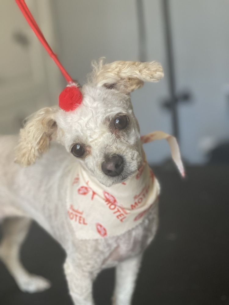 PRETTY PAWS DOG GROOMING Updated October 2024 64 Photos 4308 E