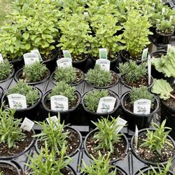 Ashford Garden Center - Herbs and veg