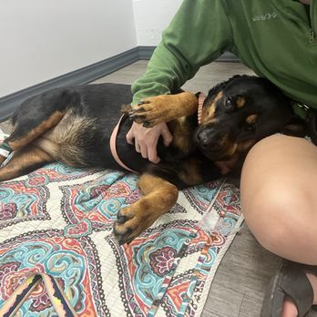 VeterinaryCare at Belmont - 1am pickup - so thankful everything is okay!! - Veterinarians Near Me - Smyrna, Georgia VeterinaryCare at Belmont - 1am pickup - so thankful everything is okay!! - Veterinarians Near Me - Smyrna, Georgia