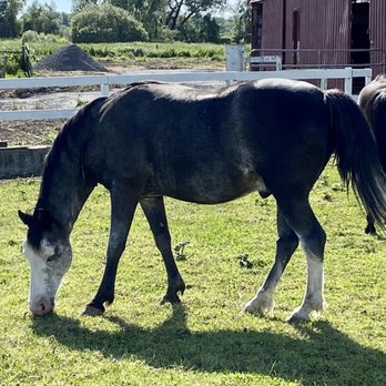 Lively Run Dairy - Horses - Cheese Shops Near Me - Interlaken, New York