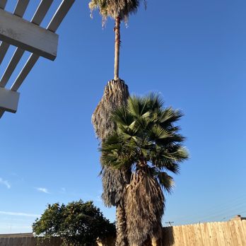 Alex Tree Service - Before - Tree Services Near Me Alex Tree Service - Before - Tree Services Near Me