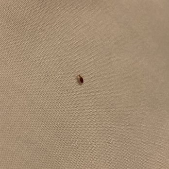 Candlewood Suites Wilson - BED BUGS!!!! Stay away!! - Hotels Near Me - Wilson, North Carolina