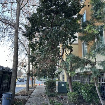 Alamo Tree Care - Tree Services Near Me Alamo Tree Care - Tree Services Near Me