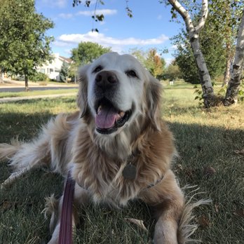 Take Paws - Dog Walkers Near Me Take Paws - Dog Walkers Near Me