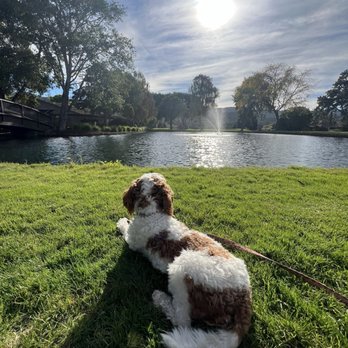 The Quail - At least they're dog friendly - Hotels Near Me - Carmel, California