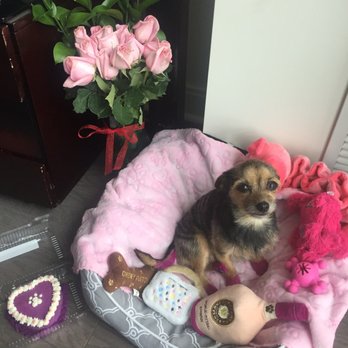 Dogfather & Co - Pet Stores Near Me - Toronto, Ontario Dogfather & Co - Pet Stores Near Me - Toronto, Ontario