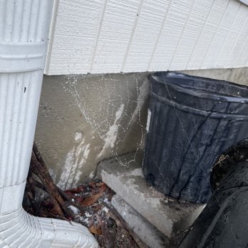 EcoShield Pest Solutions - Large web still intact after their spraying - Pest Control Near Me - Tukwila, Washington EcoShield Pest Solutions - Large web still intact after their spraying - Pest Control Near Me - Tukwila, Washington