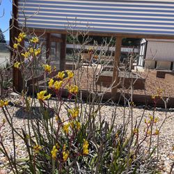 Wilson Park - Love this kangaroo paw plant! Hee.