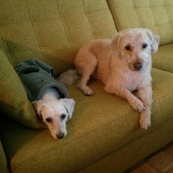 Booboo Pet Grooming Services - Misho and Glikko after their trip to Booboo's. - Pet Groomers Near Me - Etobicoke, Ontario
