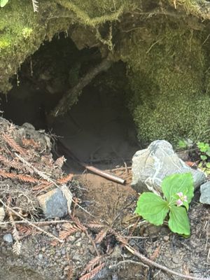 Montgomery Woods State Natural Reserve by null