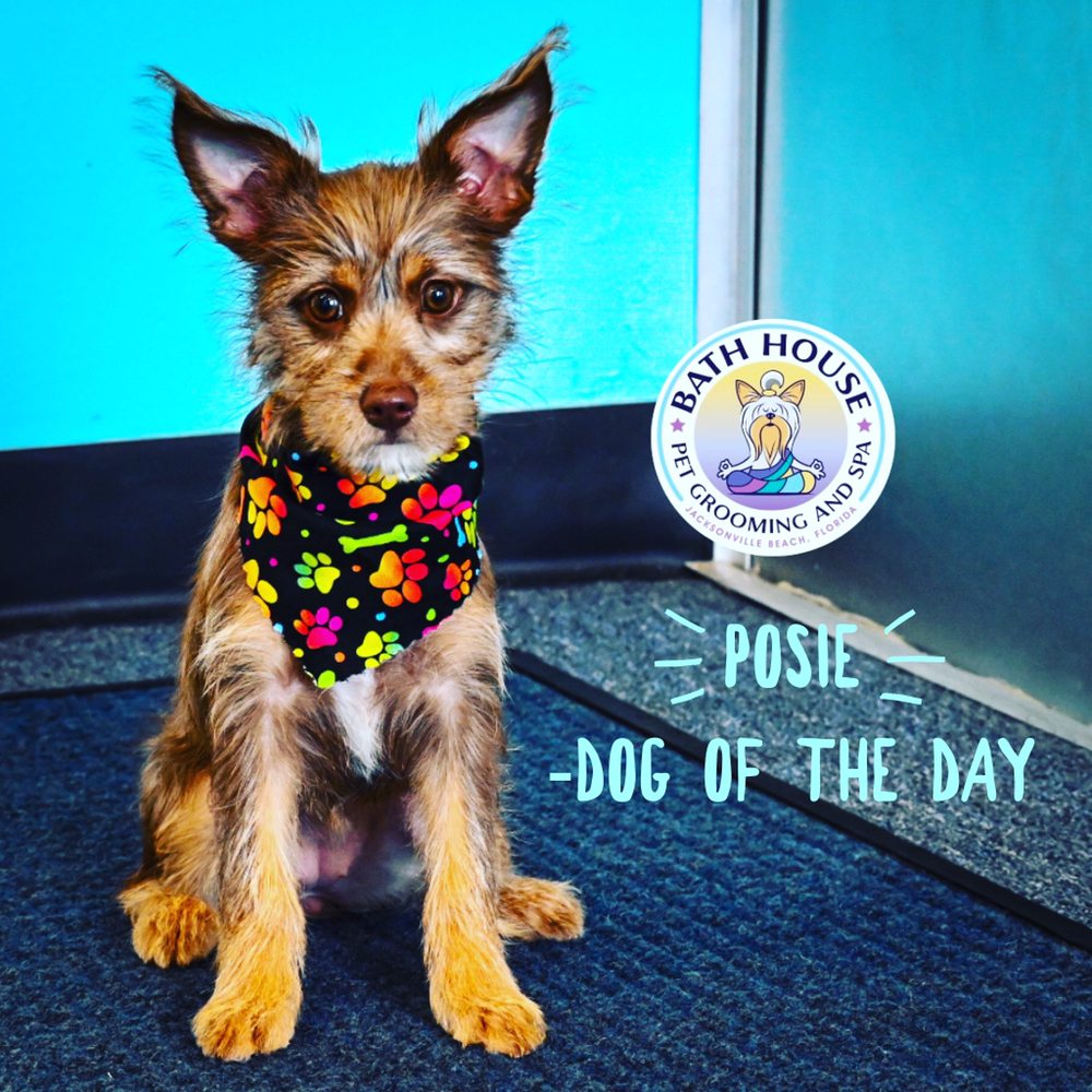 BATH HOUSE PET GROOMING 241 Photos & 61 Reviews 384 15th Ave S