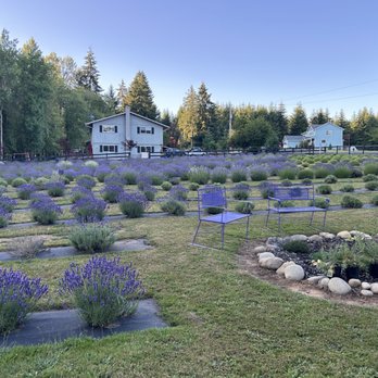 Pace Family & Hobby Farm - The field of lavender - Pick Your Own Farms Near Me - Chehalis, Washington Pace Family & Hobby Farm - The field of lavender - Pick Your Own Farms Near Me - Chehalis, Washington